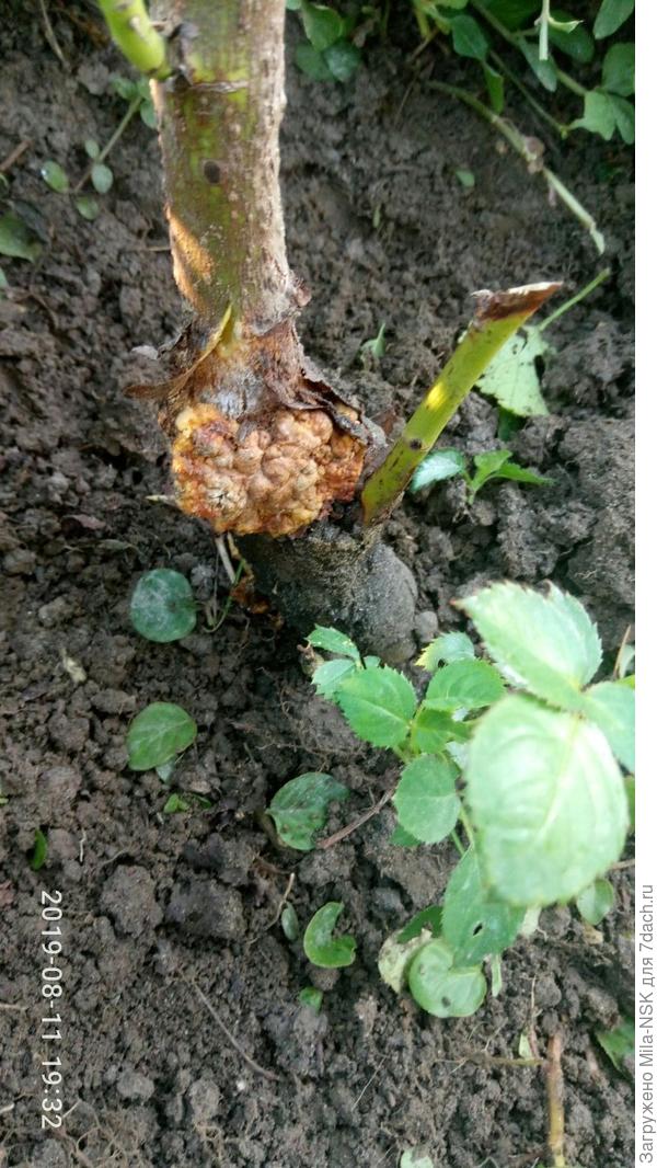 это вторая пораженная роза, Латина, здесь видно кору разорванную