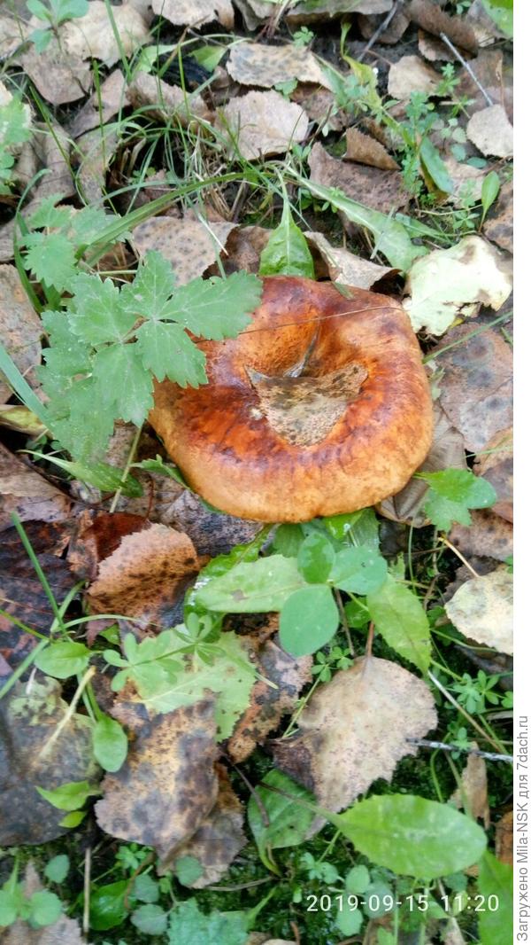 Вчерашний урожай