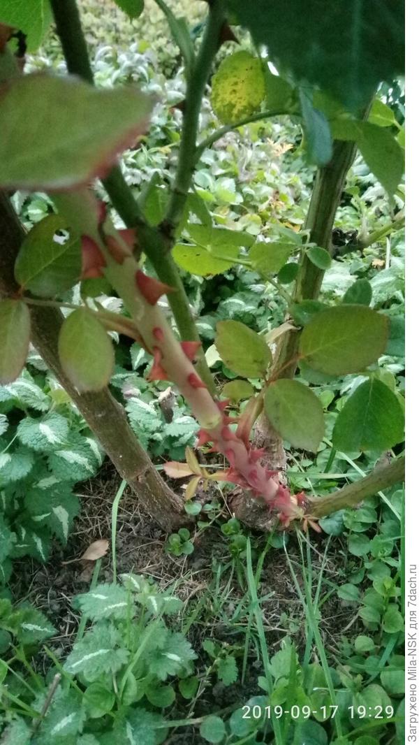 Это он снизу