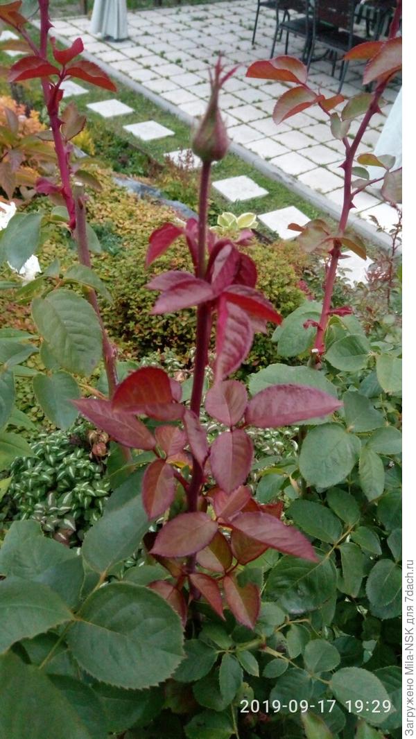 А этим бутоном он заканчивается.