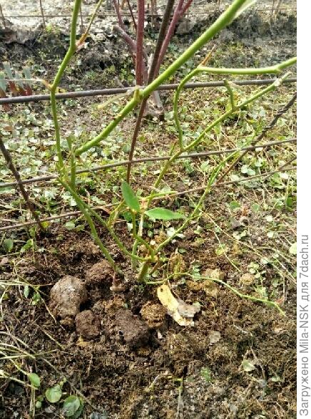 Бургунди Айс под укрывашкой в апреле 2019