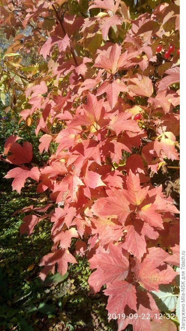 Калина Бульденеж