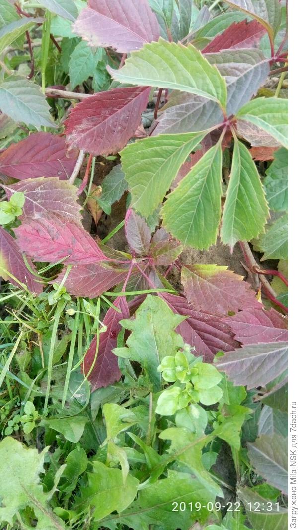 Девичий виноград