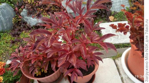 Пиончики-патио