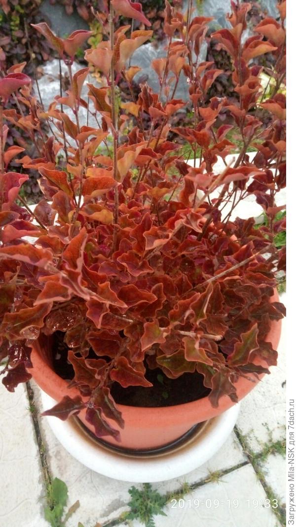 Карлликовая сирень Палибин - очаровашка с кучеряшками