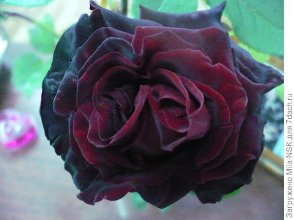 сентябрь-2009