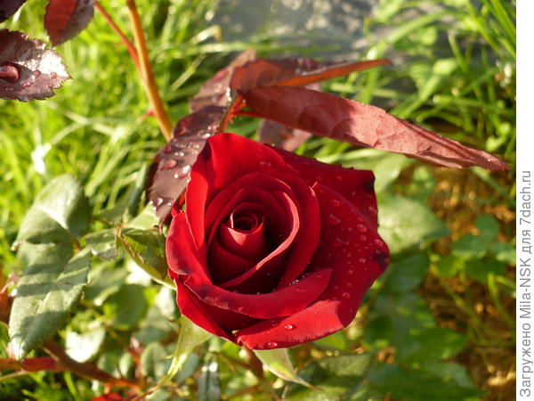 середина лета 2009