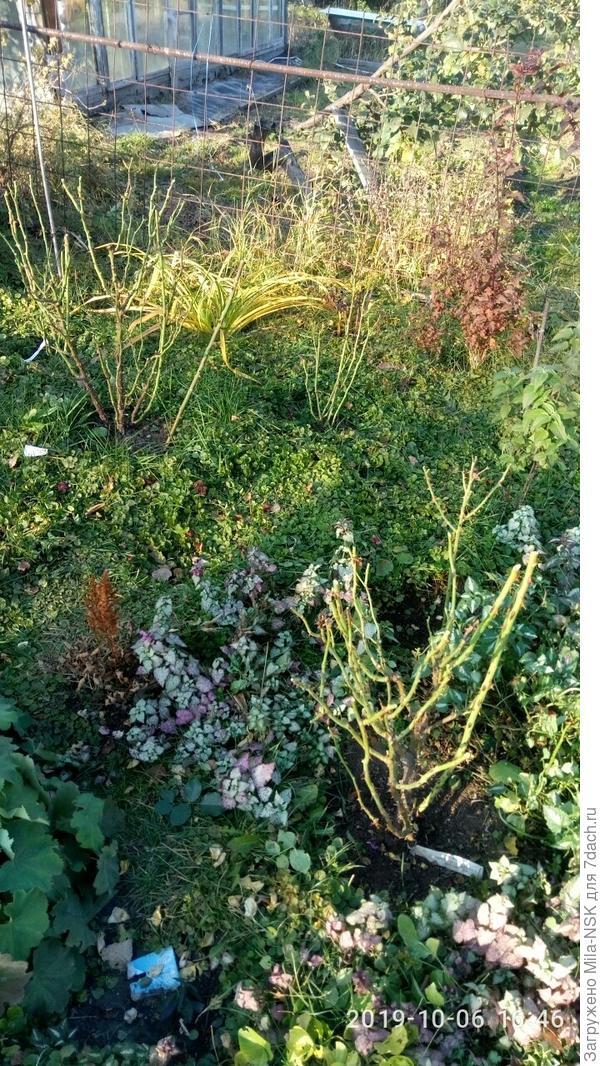 Часть моих &quot;голышей&quot;