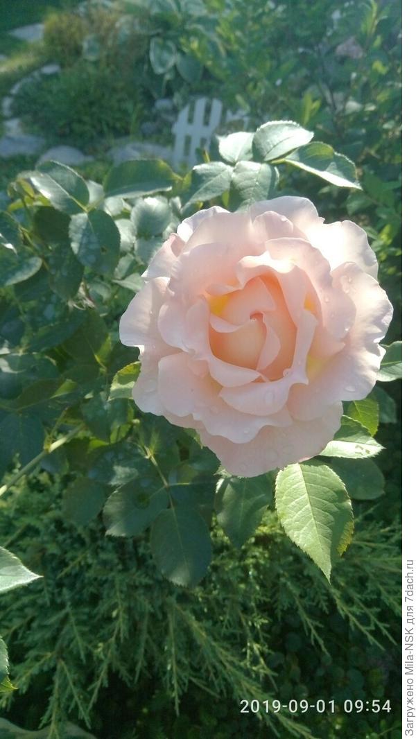 Незнакомка