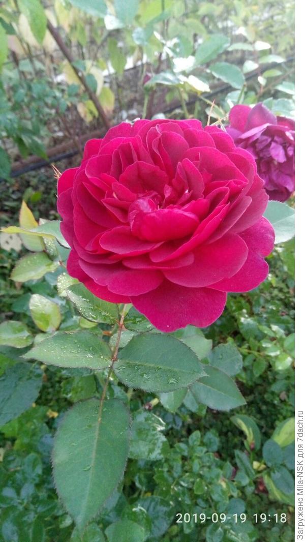 Она же крупным планом