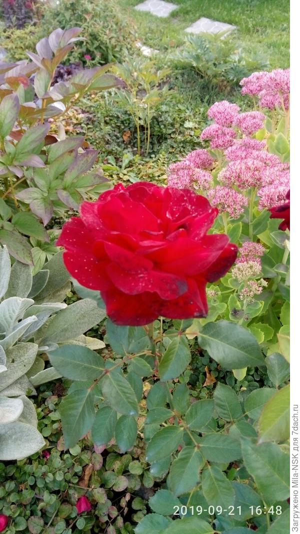 Блэк Баккара