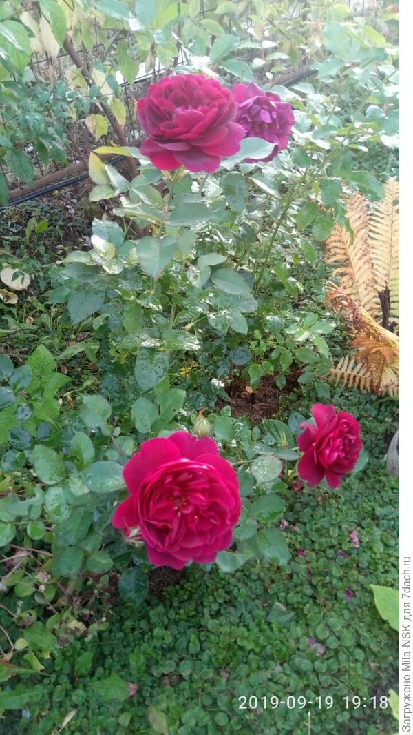 Дарси Баазель-кустик