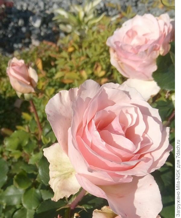 Иоганн Штраус