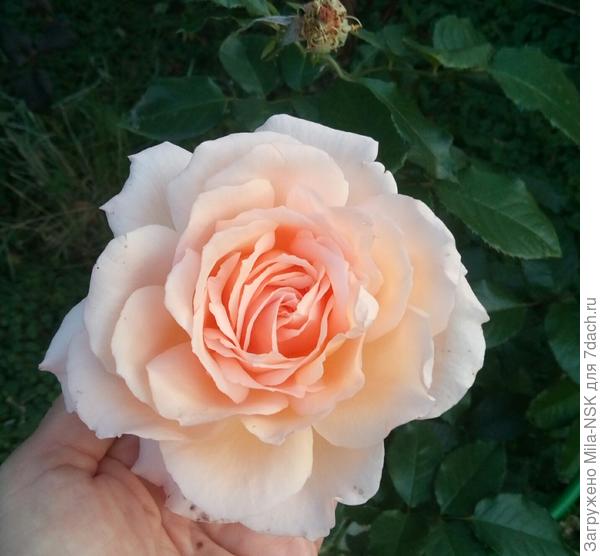 Чандос Бьюти