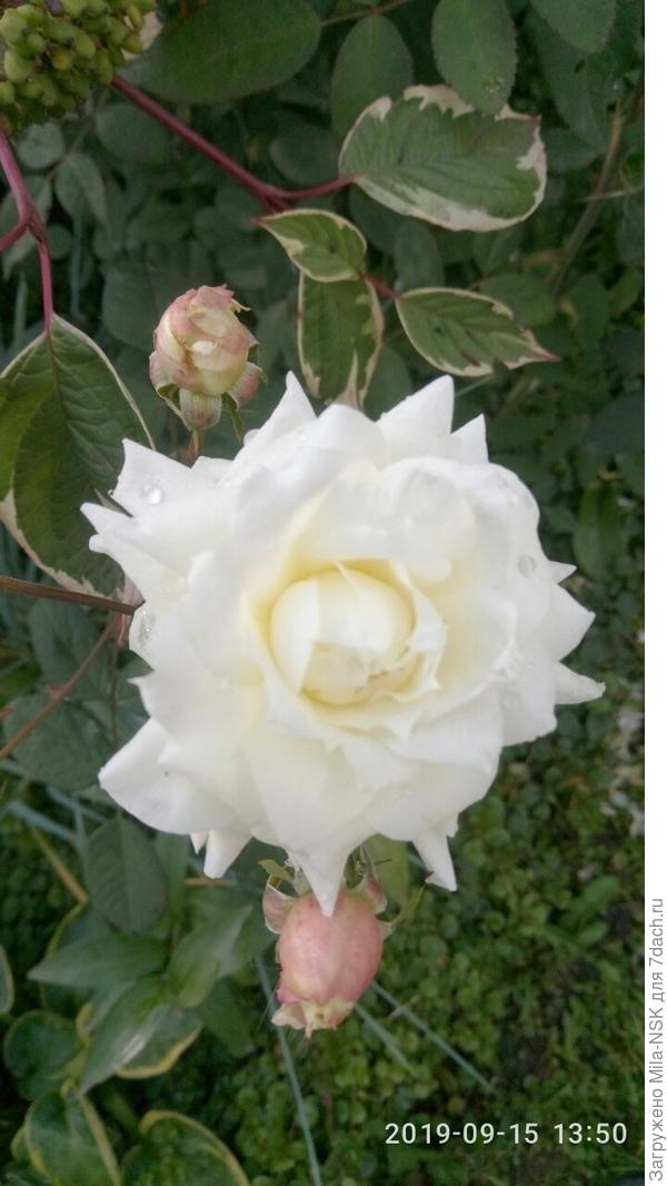 Сьюзен Вильямс Элис