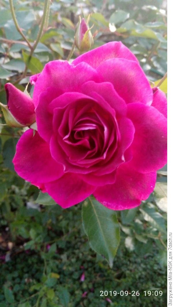 Бургунди Айс