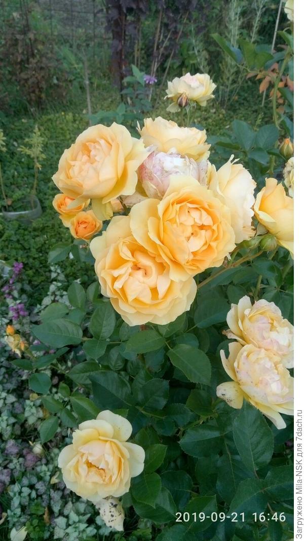 Абсолют Фабулос