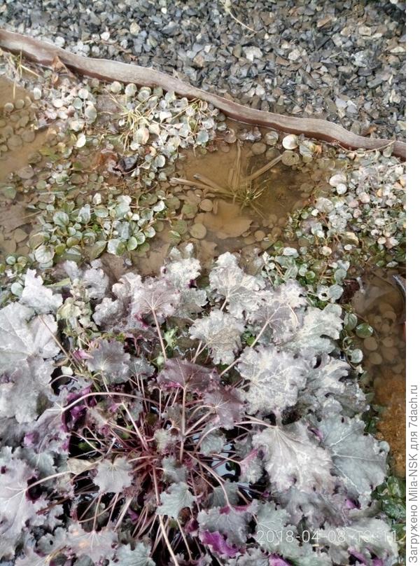 Одна из моих гейхер в апреле-2018, вокруг еще снегу много