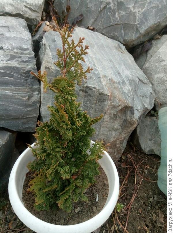 А это моя малышка, ей 3 года (у меня живет 3 года)