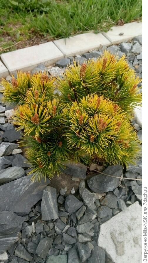 с очаровательными крсными свечечками