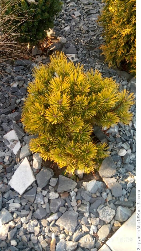 Сосна горная Офир. Осенью и весной золотистая, летом хвоинки зеленеют