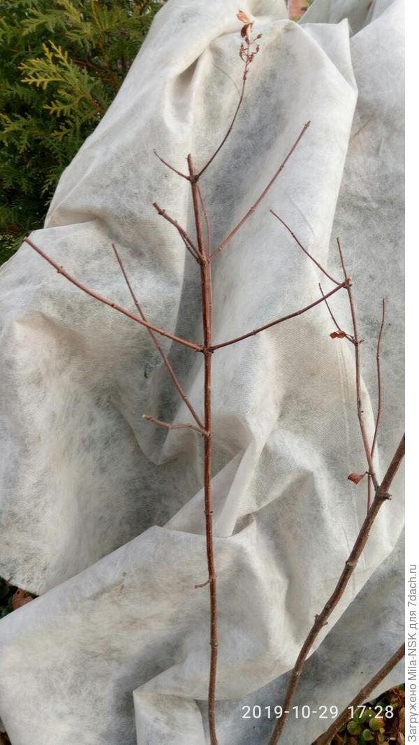 ВФ. Левый побег