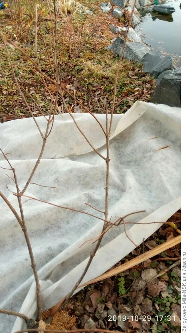 правый побег