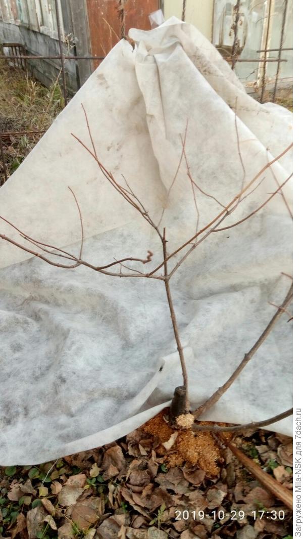 левый побег