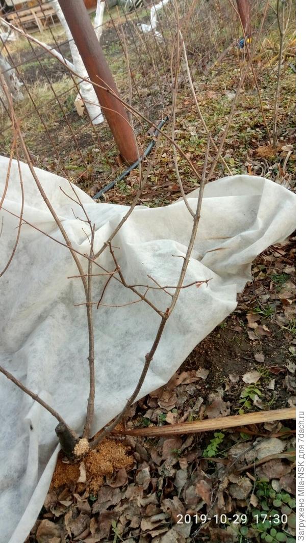 средний и правый побег