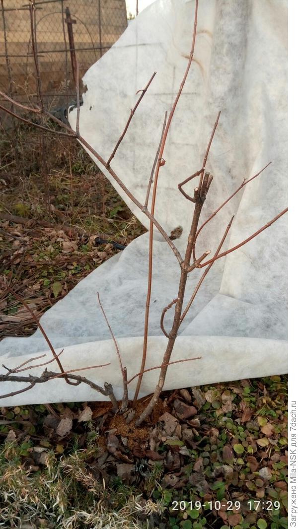 Здесь видно расположение всех побегов