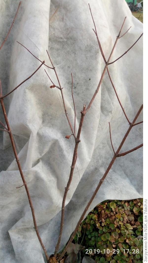 Средний побег