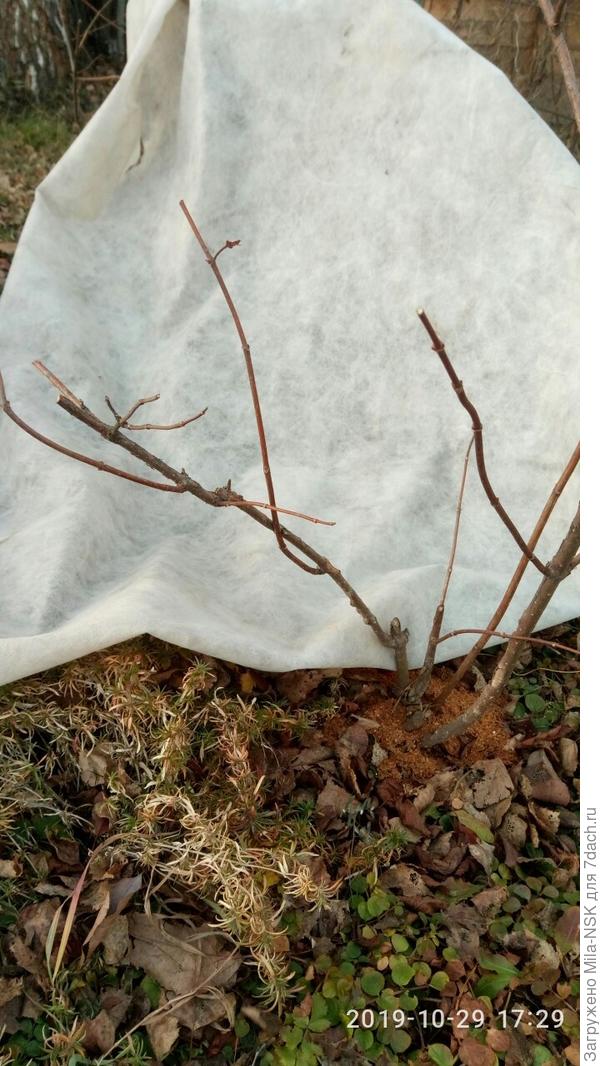 Левый побег