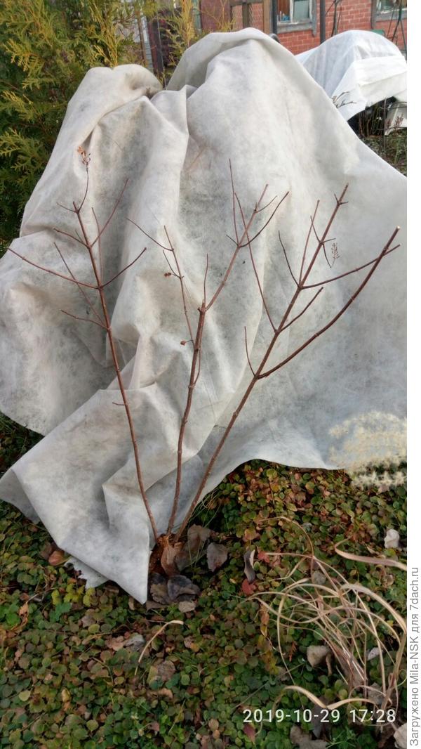 Ванила Фрейз. Общий вид