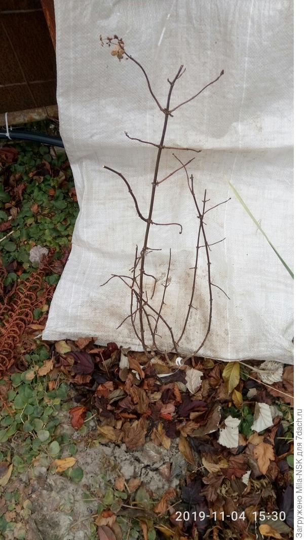 Вот такая она &quot;кроказябра&quot; - общий вид