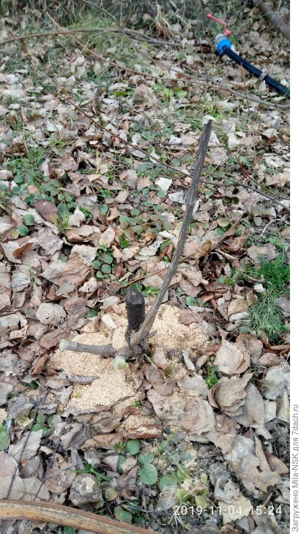 Лайме лайт после обрезки