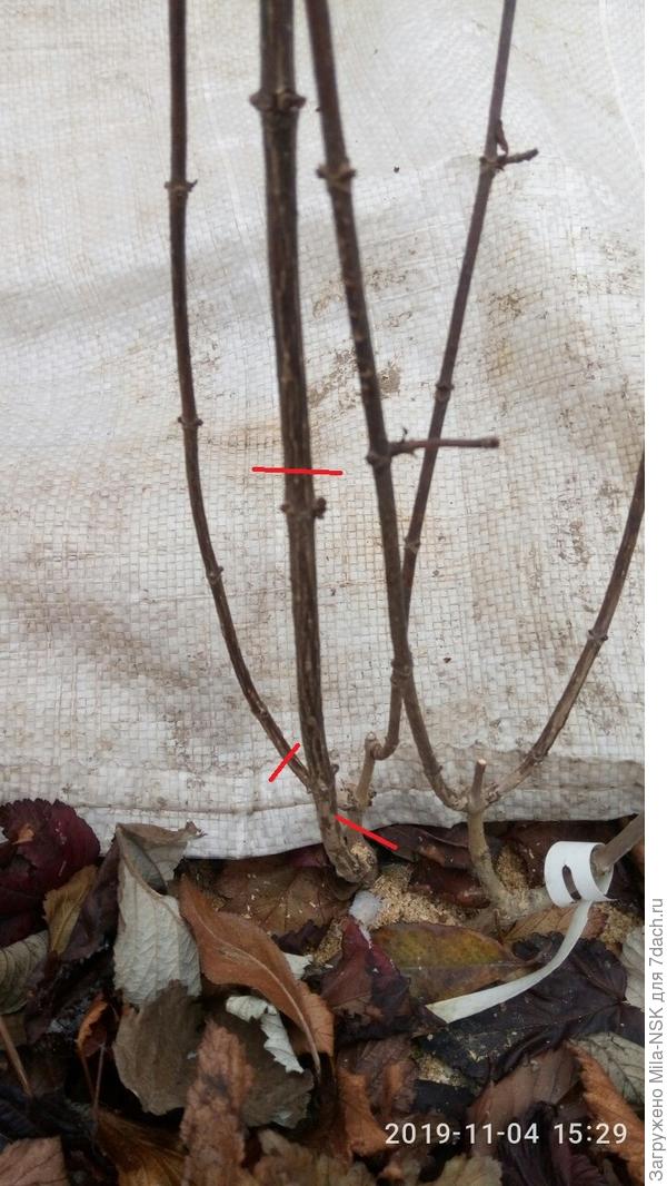 левый побег