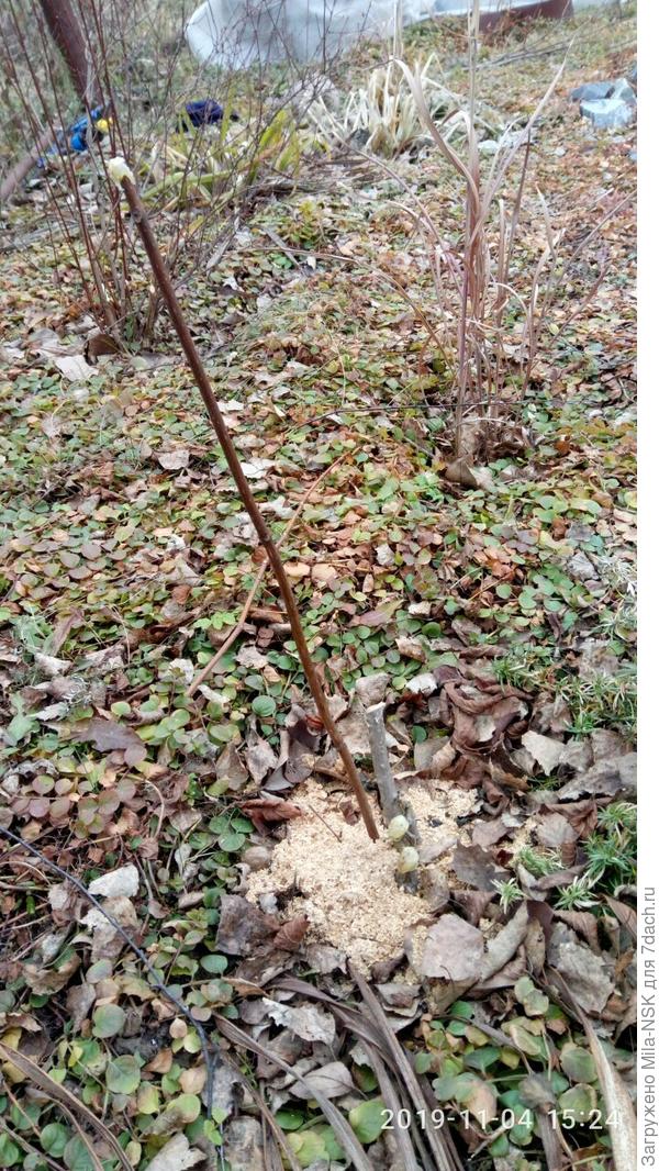 Фантом после обрезки