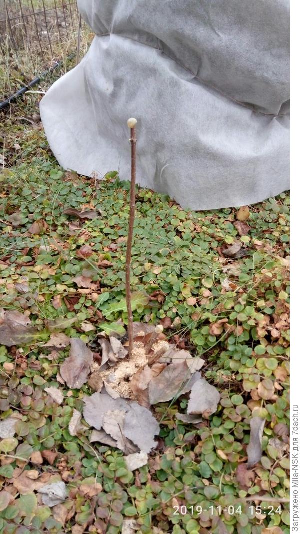 ВФ после обрезки