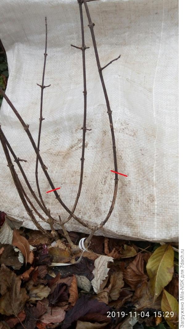 Это правый побег поближе с пометкой для обрезки