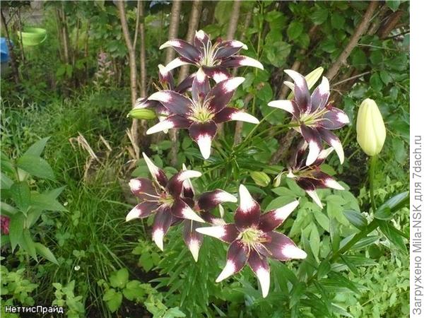 Неттис прайд