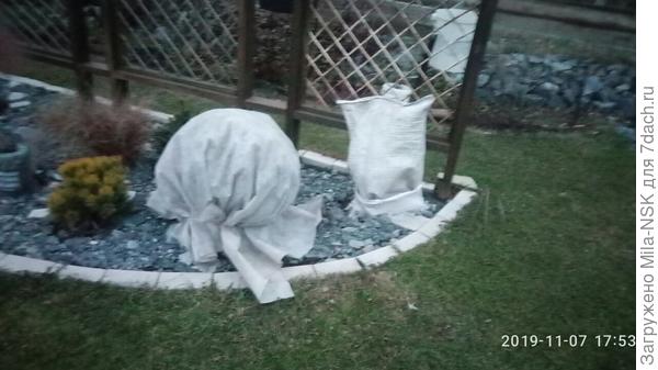 Это можжевельник Стрикта (правее) и туя Голден глоуб.