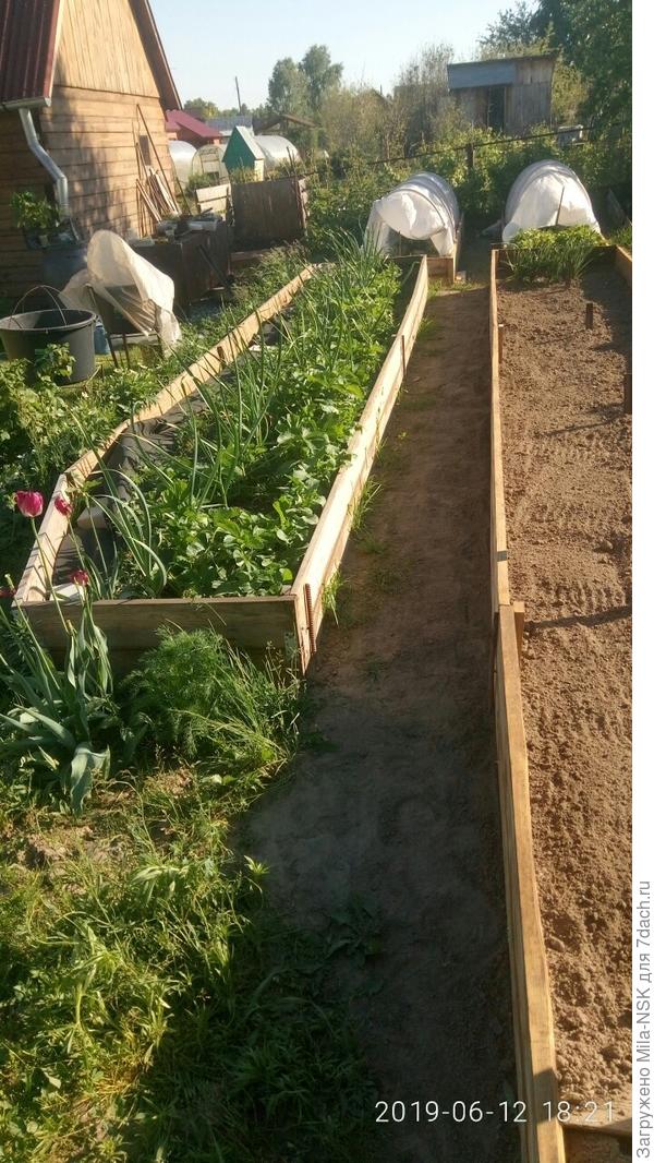 А здесь слева видна как раз та грядка с викторией и чесноком, которую  я делала прошлой осенью.