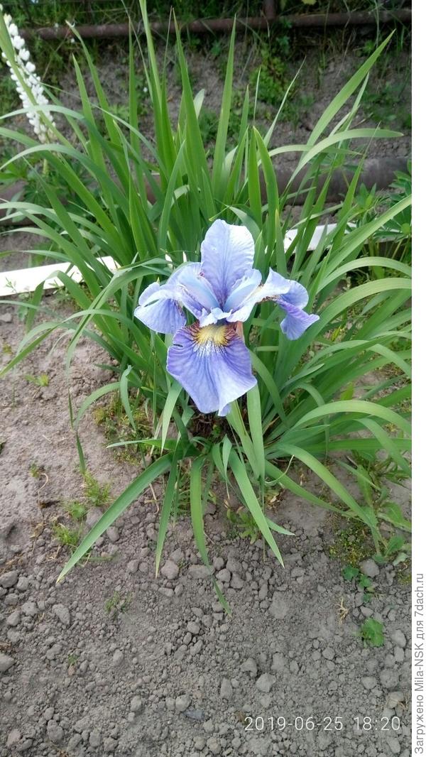 сибирский ирис