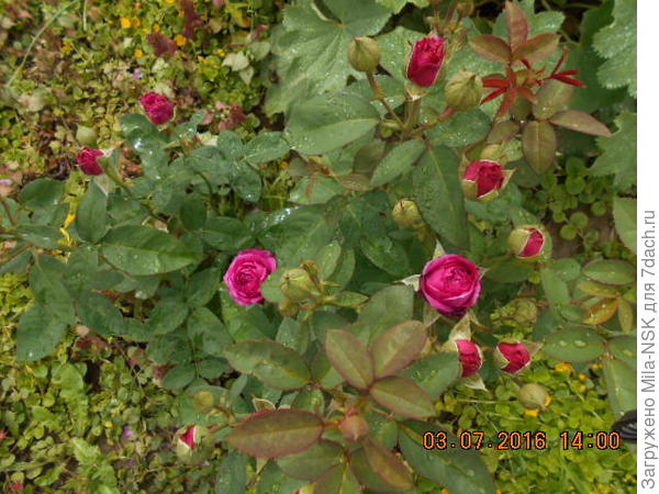 Июль-2016, начало цветения. Весь кустик в бутонах.