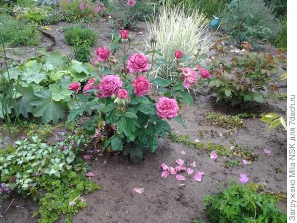 Июль-2015, здесь видно, что розочка чуть повыше манжетки.