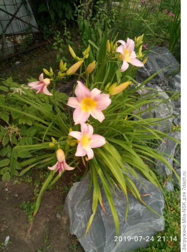 Его такой же безродный собрат