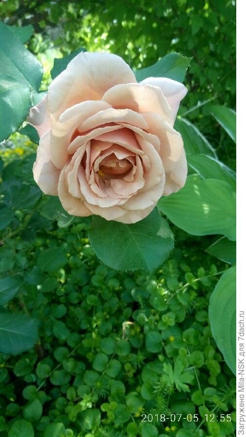 Как можно сердиться на эту красоту???