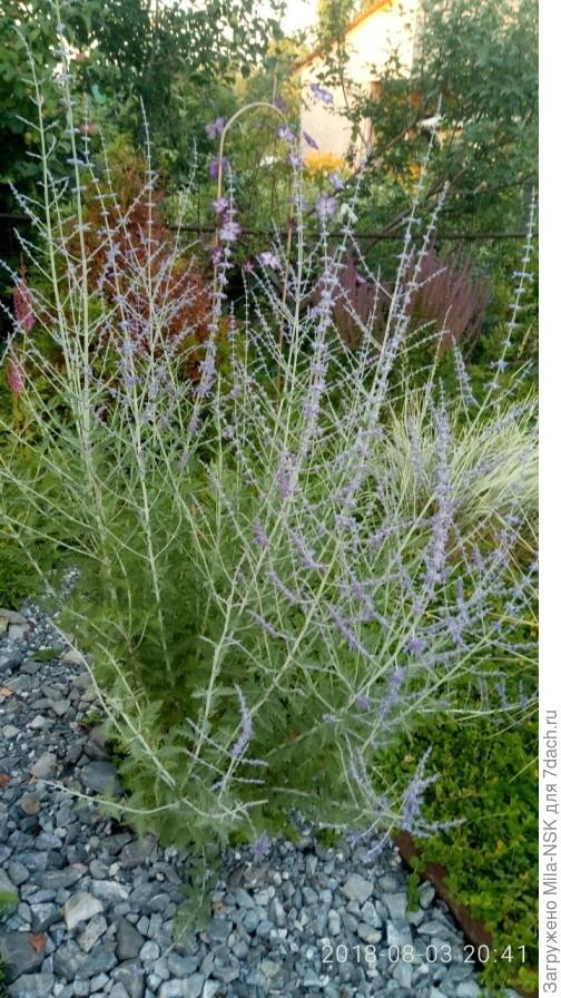 Моя перовския