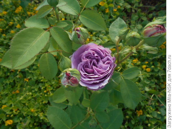 Лавендер Айс