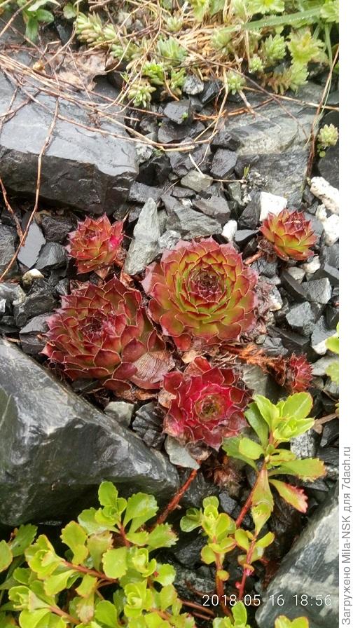 Мои молодилки